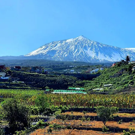 Jacaranda Azul Icod De Vinos *