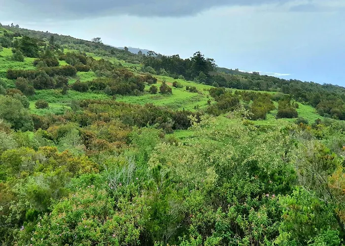 Daire Jacaranda Azul Icod De Vinos *
